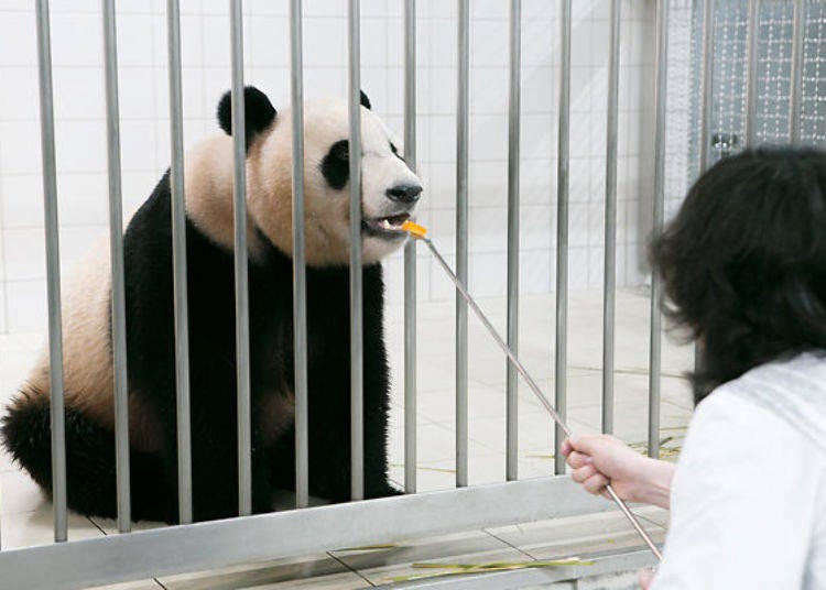 ▲You are allowed to feed the panda on the Panda Love Tour.