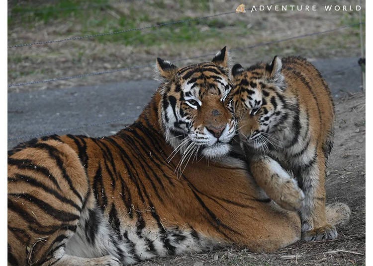 (Image credit: Adventure World)