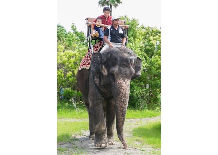 ▲코끼리 후레아이 광장의 에레펀트 라이드 체험. 아시아 코끼리의 커다란 등에 올라탈 수 있다!(1명 세금포함 2000엔)