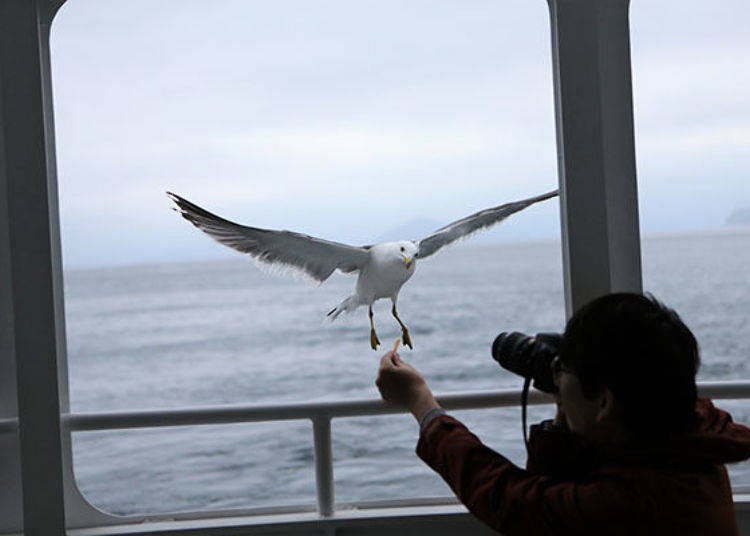 ▲Seagull coming in for a snack. The large number of birds is another photo opportunity.