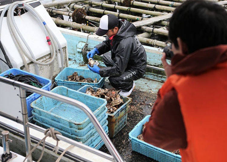 ▲Iwagaki oyster cultivation work