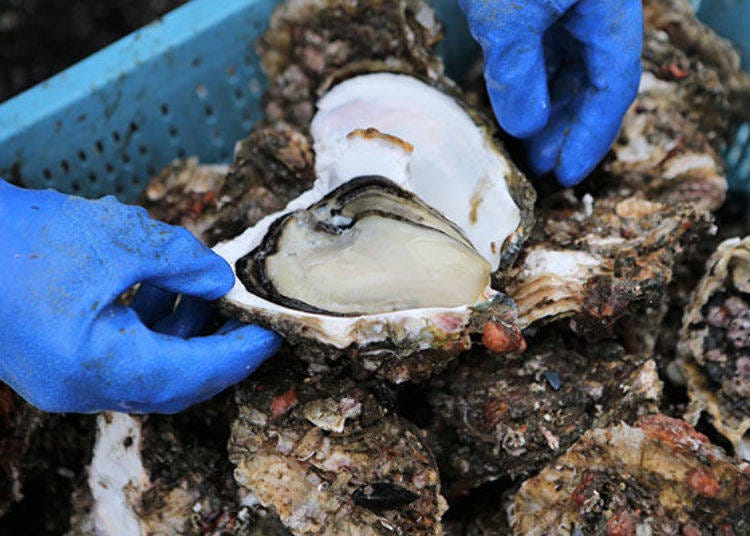 ▲超驚人的大尺寸！伊根產岩石牡蠣的產季是夏天，一定要配合盛產時期來品嚐極品的岩石牡蠣！