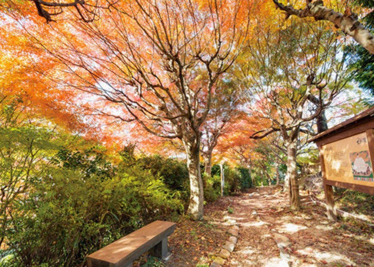 ▲ Be sure to see the Autumn Leaves Terraced Field