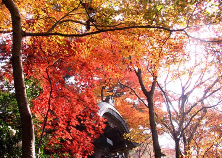 ▲11月上旬～中旬是迎接賞楓的最佳時期，讓大家欣賞到美麗的紅葉。