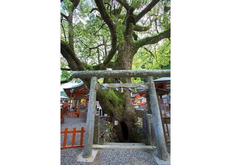 ▲This sacred giant camphor tree is estimated to be 800 years old. There is a large opening at its base.