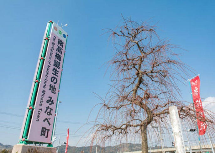 梅林 和歌山