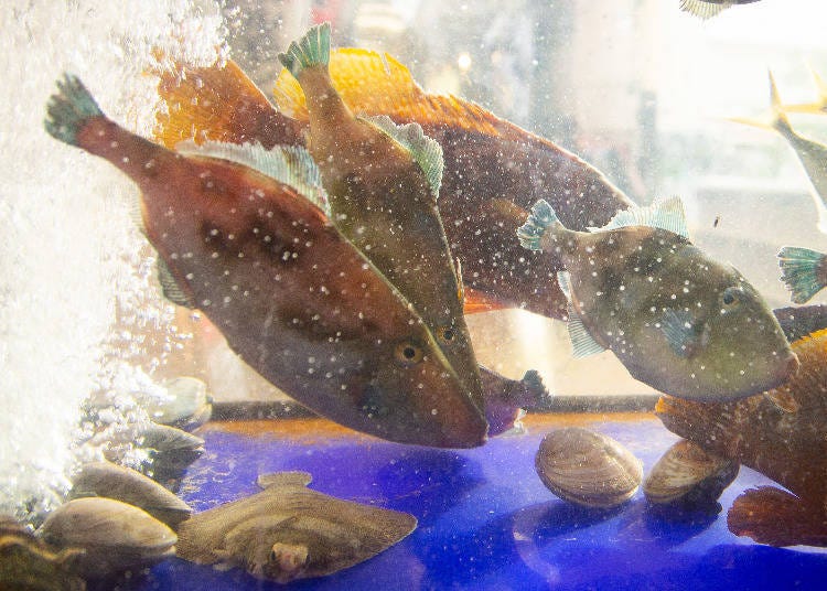 Today’s fish tank had seasonal filefish and red rockfish