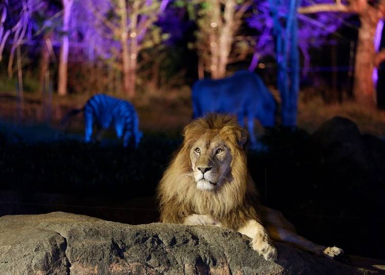 夜の動物の姿が見られる「ナイトZOO」も話題