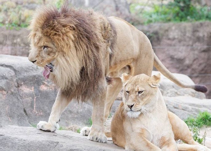 老少咸宜的大阪旅遊最佳景點 大阪老字號動物園 天王寺動物園 徹底導覽 Live Japan 日本旅遊 文化體驗導覽