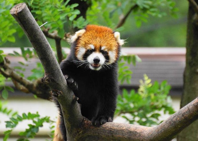 老少咸宜的大阪旅遊最佳景點 大阪老字號動物園 天王寺動物園 徹底導覽 Live Japan 日本旅遊 文化體驗導覽