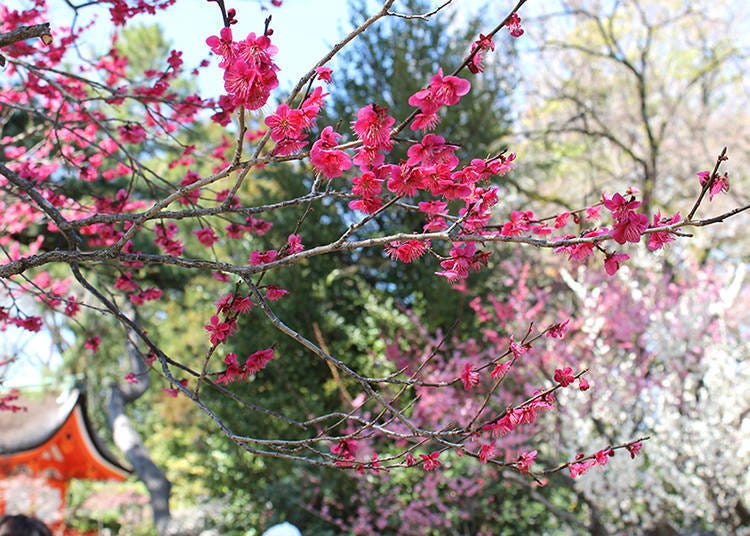 Baika-sai: Maiko tea service under plum blossoms (February 25)