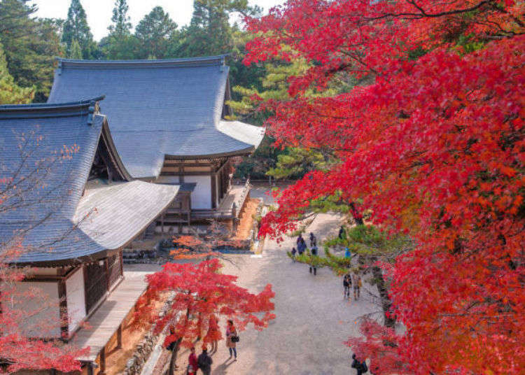 京都秋天必訪 5大賞楓景點 推薦住宿 嵐山 哲學之道等 Live Japan 日本旅遊 文化體驗導覽