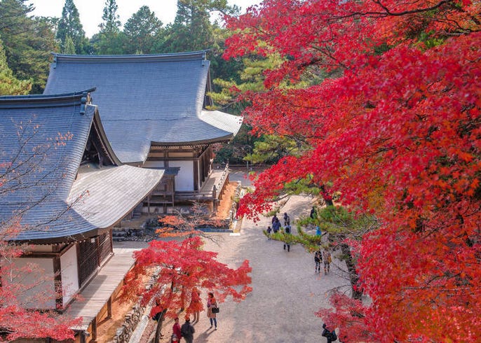 Kyoto Momiji 5 Stunning Places To See Fall Colors In Kyoto Live Japan Travel Guide