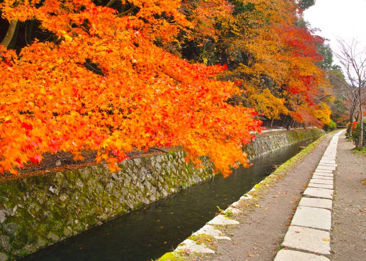 「哲学の道」を覆う紅葉のトンネル