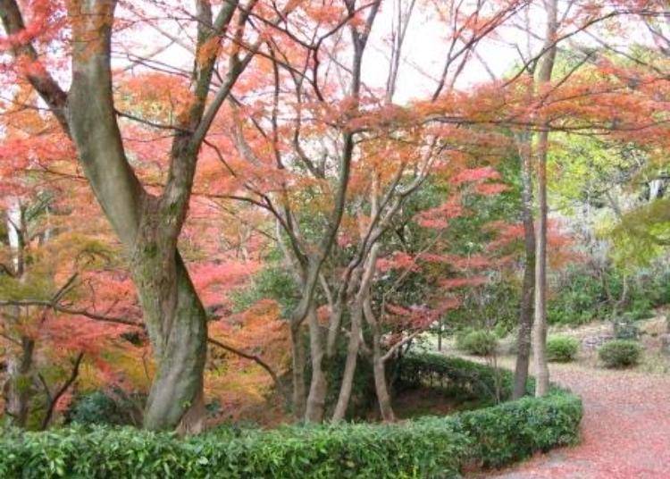 京都秋天賞楓景點④只有在地人才知道的私房景點「圓山公園」