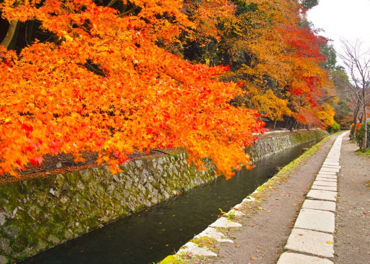 京都秋天賞楓景點⑤覆蓋整個「哲學之道」的楓紅隧道