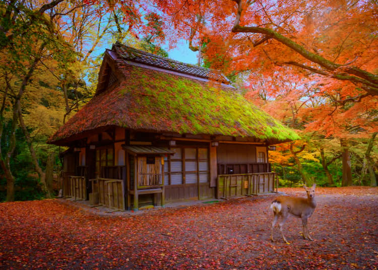 奈良必去5大賞楓葉景點＆推薦住宿：奈良公園、吉野山等