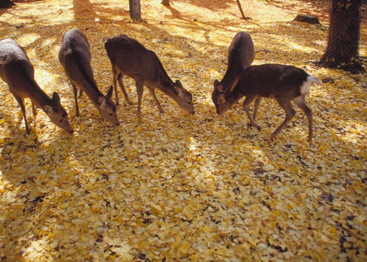 1. Nara Park: Enjoy autumn leaves together with deer