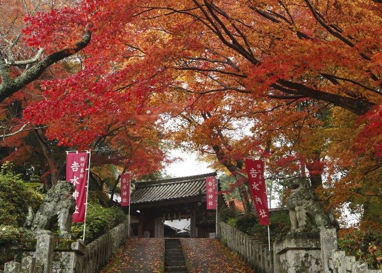 吉水神社の紅葉