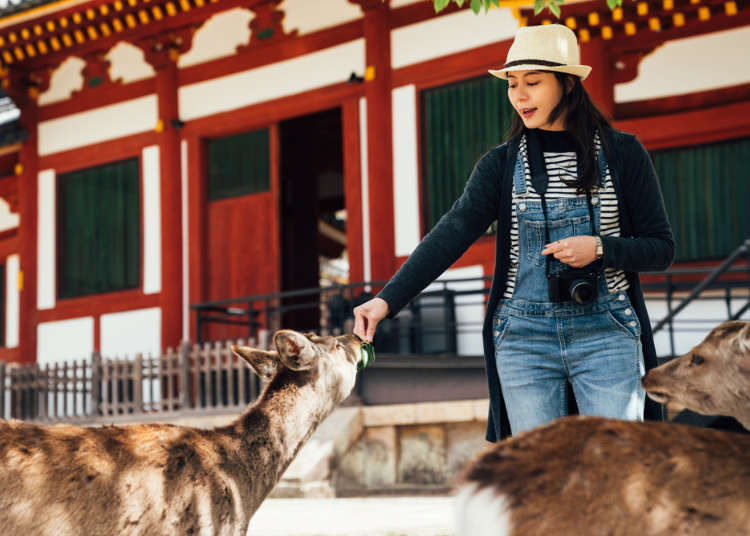 【奈良自由行景点】到古都奈良必访的神社、寺庙全攻略