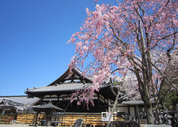 以日本三大文殊菩萨之一闻名的古寺「安倍文殊院」