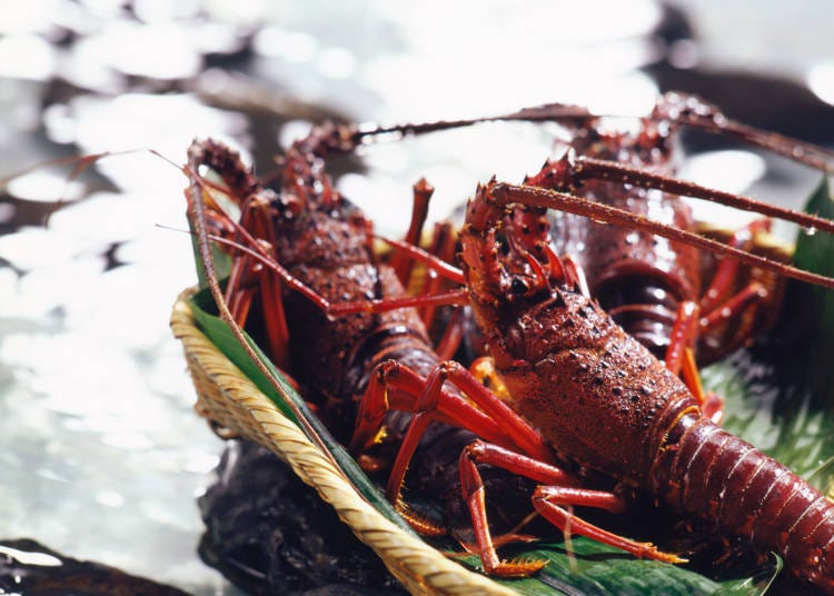 1. Japanese Spiny Lobster: The king of crustaceans