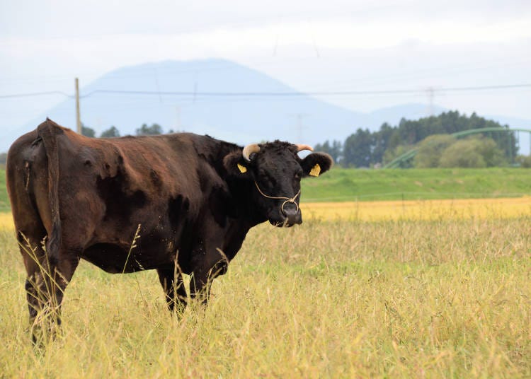 關西有多種和牛品牌：但馬牛、神戶牛、近江牛、大和牛等