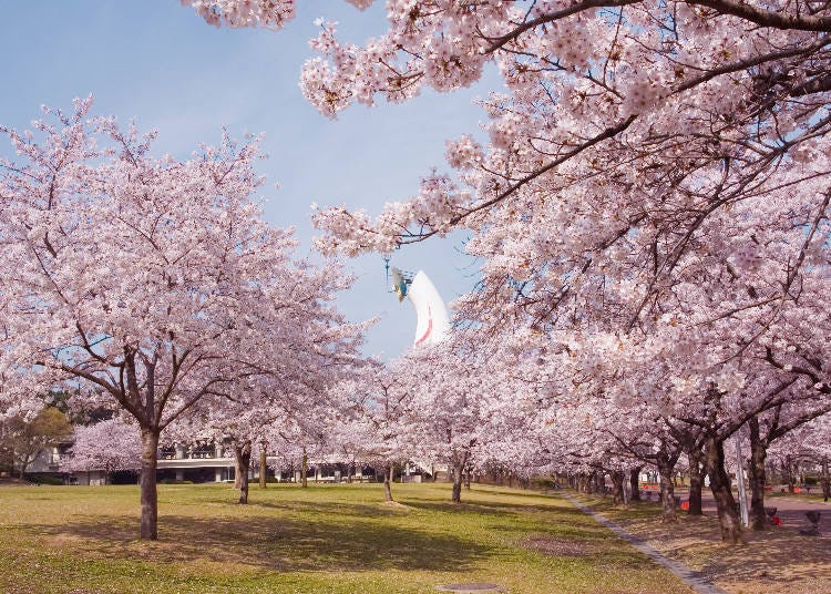 4：約5,500本の桜が咲き誇る「万博記念公園」
