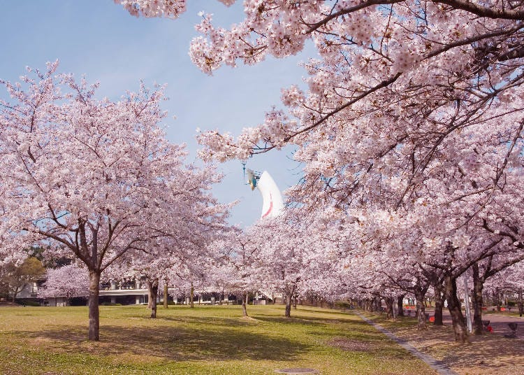 4 : 약 5,500그루의 벚꽃이 화려하게 피어나는 ‘만박 기념 공원’