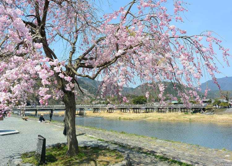 7. 京都的原始風景和櫻花融為一體「嵐山」