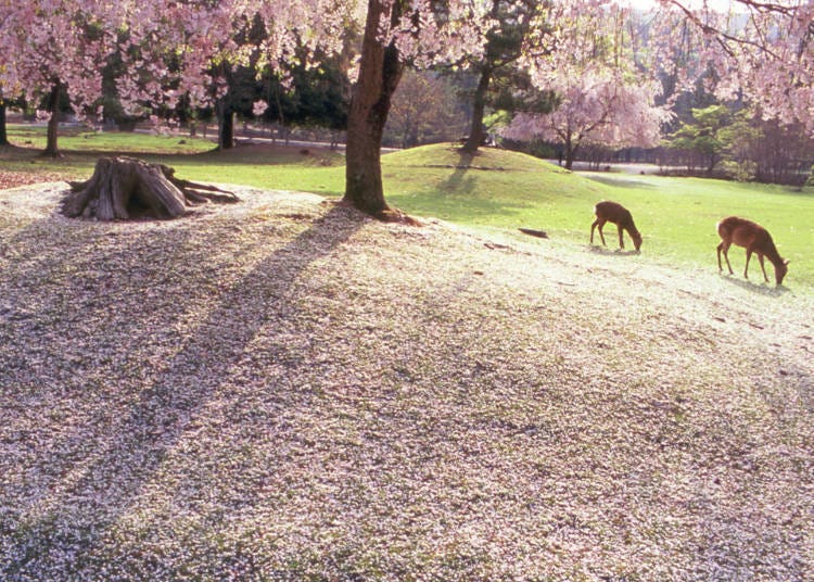 8. 櫻花與鹿形成的雅緻風景「奈良公園」