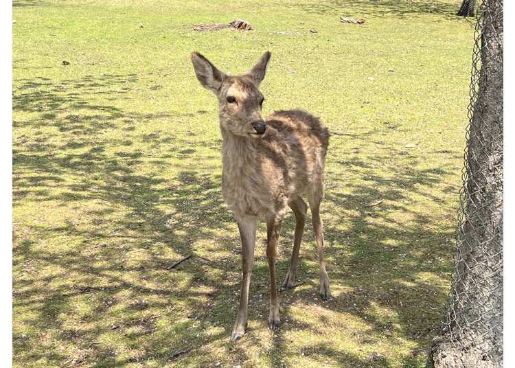 奈良公園一日遊攻略!春日大社、東大寺等必訪景點、美食、交通全指南