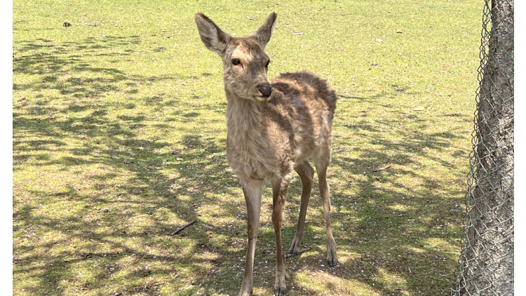 奈良公園一日遊攻略！春日大社、東大寺等必訪景點、美食、交通全指南