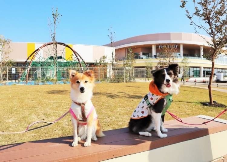 Dog Run、寄狗服務通通有！「PET PARADISE」