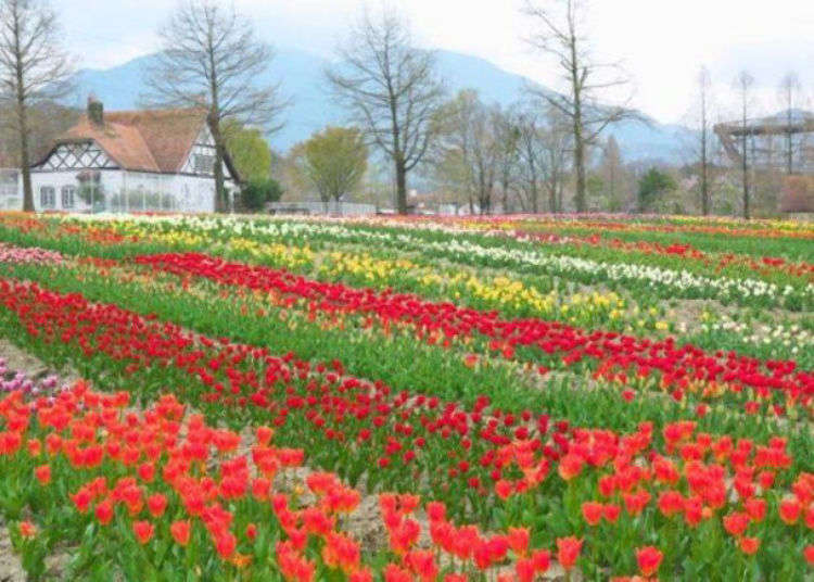 Shiga Blumen Hugel Farm: Gorgeous Flowers in Japan, Food and More at Shiga Agricultural Park!