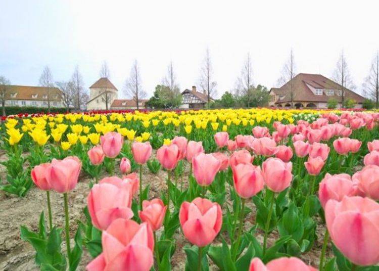 ▲ Pale pink tulips. You can take a nice photo here with the German-style buildings in the background.