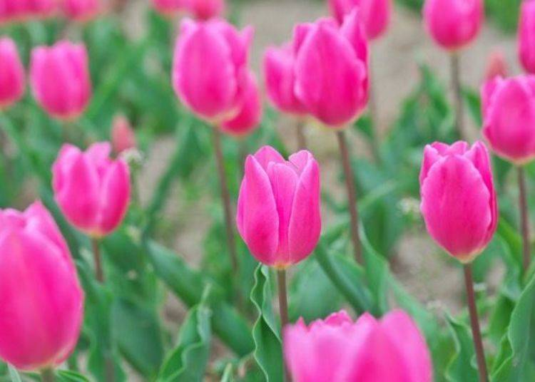 ▲ These bright pink tulips are also impressive