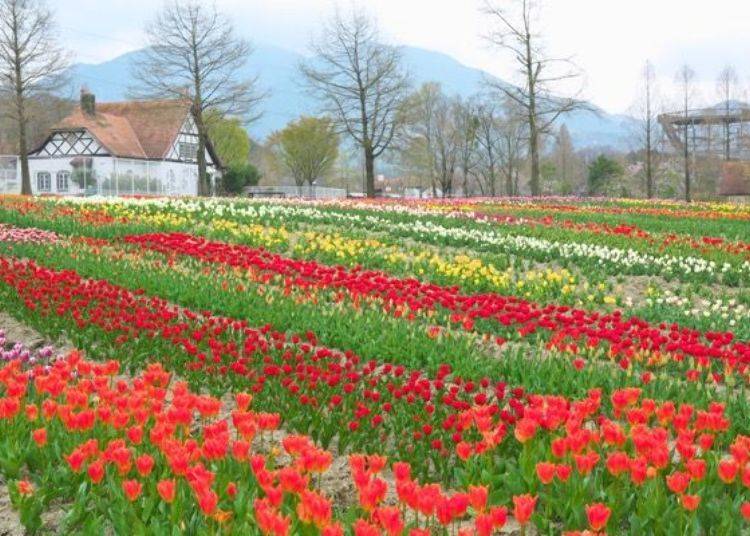 ▲ Tulips as far as the eye can see. The colorful rows paint a pretty picture in the park