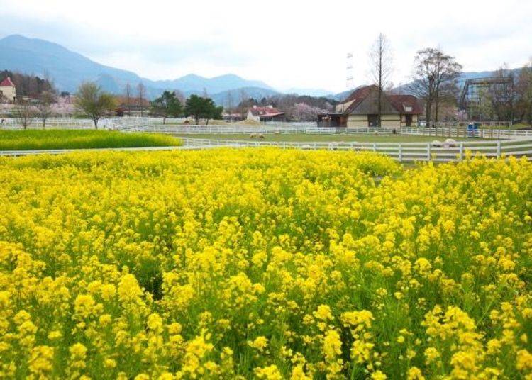 ▲ The field of canola near the sheep farm is also beautiful. The yellow in the back is not rapeseed but Oriental mustard
