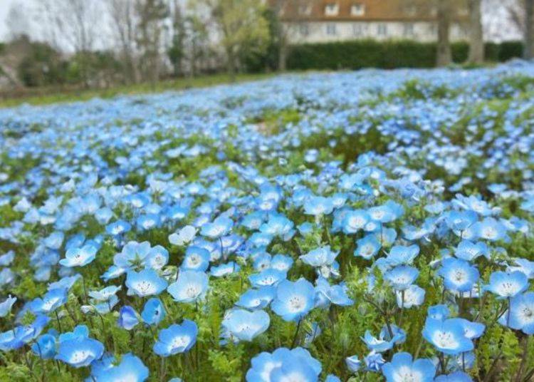 ▲ The light blue of the nemophila blossoms in Japan, which is in full bloom in early May, contrasts beautifully with the tulips. A photo taken amongst them would look great on SNS!