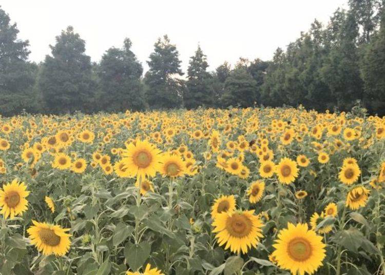 ▲ The 50,000 sunflowers are in full bloom in August