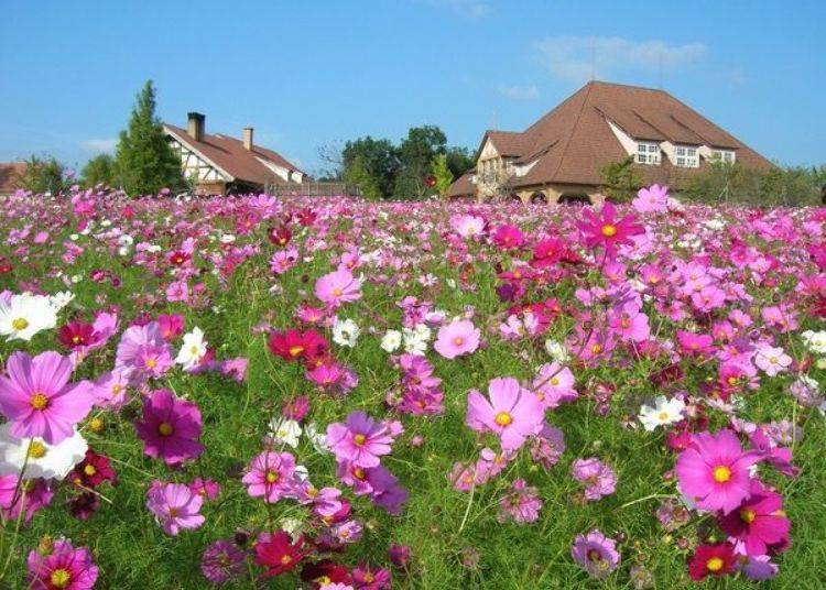 ▲ The weather is comfortable when the pink, purple, and white cosmos are in full bloom (from late September to early November)