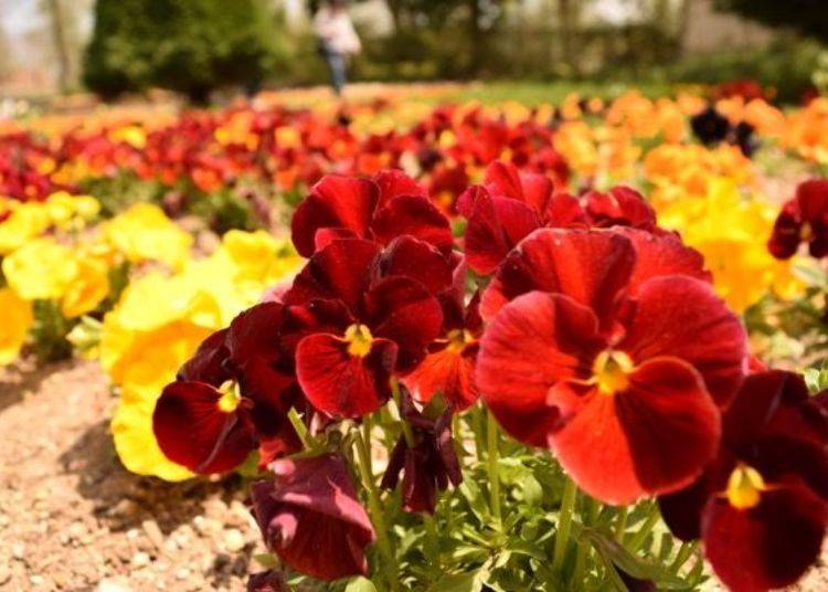 ▲ The best time for viewing the pansies is from late November. They look more fragile at dusk.