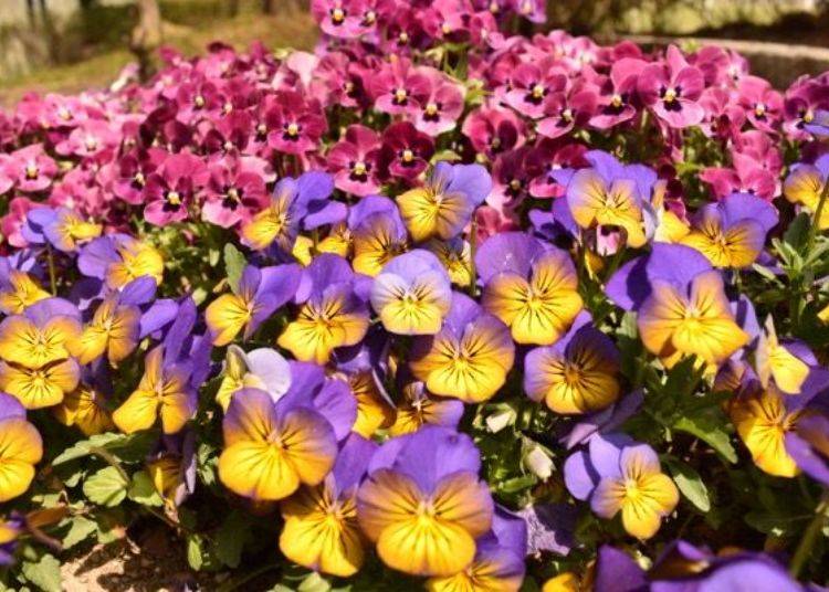 ▲ The many layers of viola with their small petals also make a lovely impression
