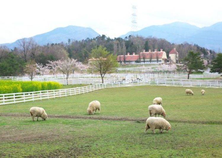 ▲ Sheep pasture. At the time of shooting (late April), the many sheep looked fluffy because they had not yet been sheared.
