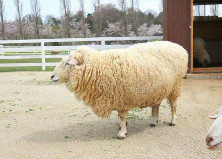 ▲ You can see the animals, like this laid-back sheep, up close