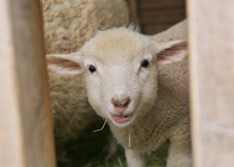 ▲ This young ram lamb was born in March 2019. It looks so cute peeking out of its enclosure.