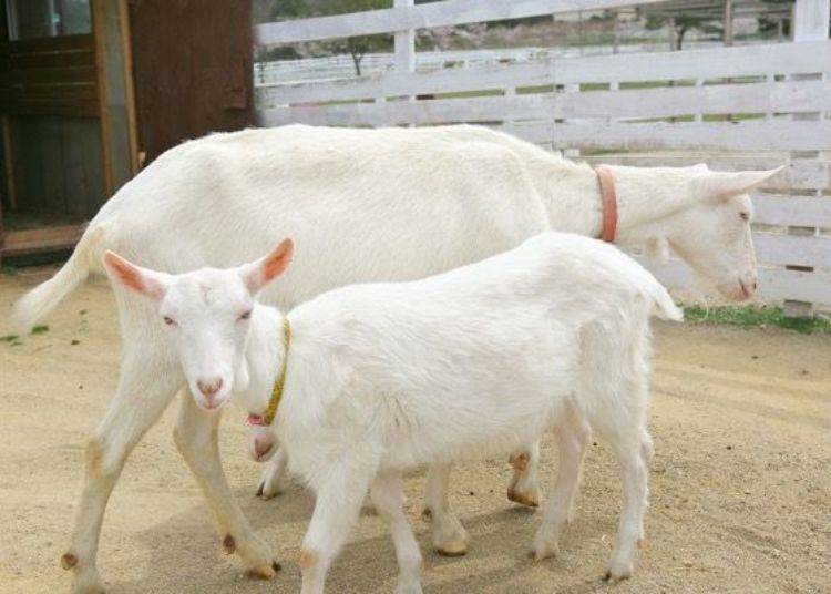 ▲ There are about 10 goats in the park. Seeing them walking together is definitely soothing