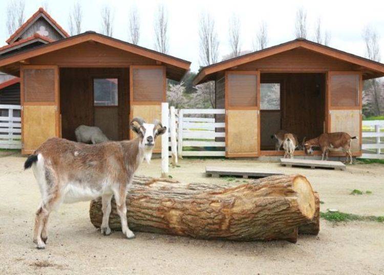 ▲ This brown goat is of a breed called Tokara. There are also other types such as angora and saanen goats.