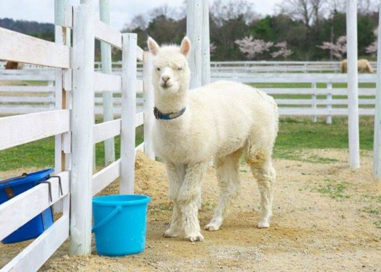 ▲There are also alpaca. You need to be careful because they have a tendency to spit when they feel threatened (LOL).